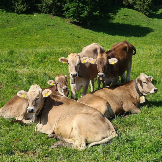 braune Kühe auf grüner Wiese